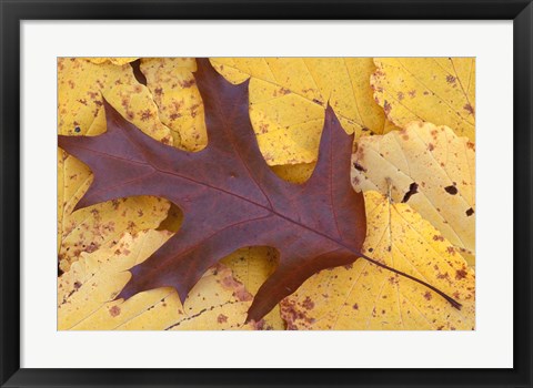 Framed Northern Red Oak Leaf in Fall, Sandy Point Trail, New Hampshire Print