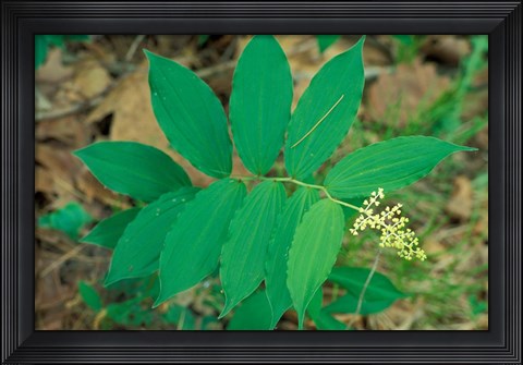 Framed False Solomon&#39;s-Seal near Woodman Brook, Durham, New Hampshire Print