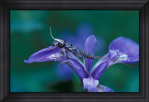 Framed Blue Flag with Caddis Fly Exoskeleton, Androscoggin River, Errol, New Hampshire Print
