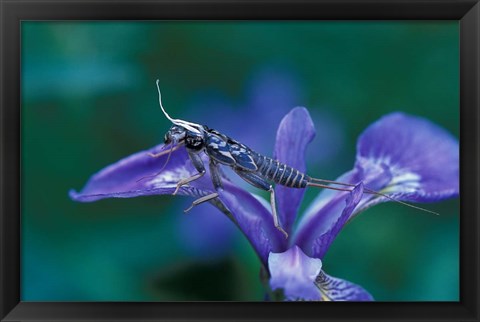 Framed Blue Flag with Caddis Fly Exoskeleton, Androscoggin River, Errol, New Hampshire Print