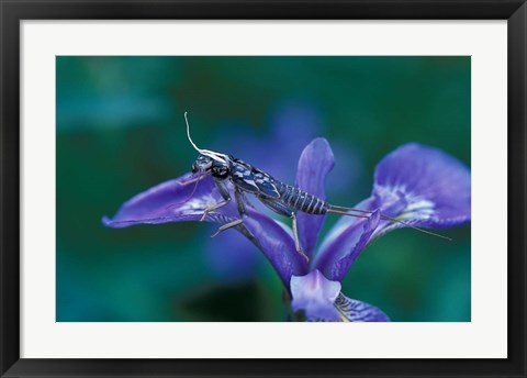 Framed Blue Flag with Caddis Fly Exoskeleton, Androscoggin River, Errol, New Hampshire Print