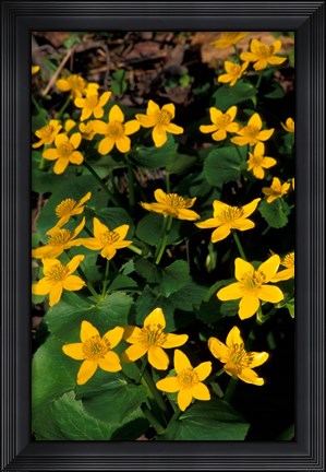 Framed Urban Forestry Center, Marsh Marigolds, Portsmouth, New Hampshire Print