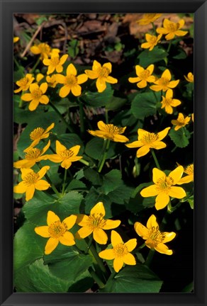 Framed Urban Forestry Center, Marsh Marigolds, Portsmouth, New Hampshire Print