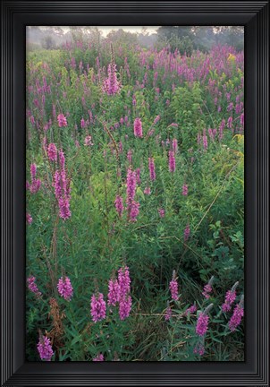 Framed Purple Loosestrife, Invasive Alien Plant, Portsmouth, New Hampshire Print