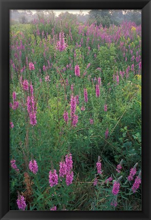 Framed Purple Loosestrife, Invasive Alien Plant, Portsmouth, New Hampshire Print
