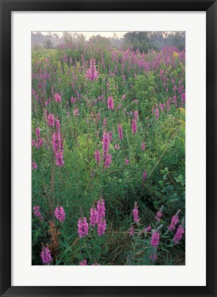 Framed Purple Loosestrife, Invasive Alien Plant, Portsmouth, New Hampshire Print