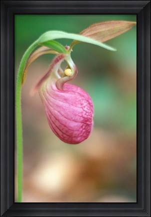 Framed Pink Lady&#39;s Slipper near Woodman Brook, Durham, New Hampshire Print