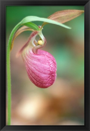 Framed Pink Lady&#39;s Slipper near Woodman Brook, Durham, New Hampshire Print
