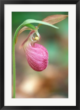 Framed Pink Lady&#39;s Slipper near Woodman Brook, Durham, New Hampshire Print