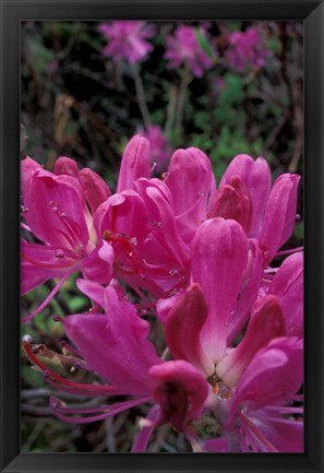 Framed Rhododendron, Old Bridle Path, White Mountains National Forest, New Hampshire Print