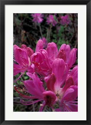 Framed Rhododendron, Old Bridle Path, White Mountains National Forest, New Hampshire Print