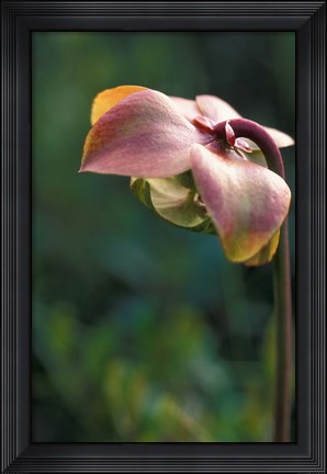 Framed Flowering Pitcher Plant in a Bog, Cherry Pond, Jefferson, New Hampshire Print