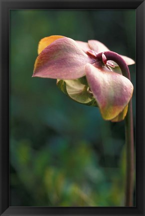 Framed Flowering Pitcher Plant in a Bog, Cherry Pond, Jefferson, New Hampshire Print