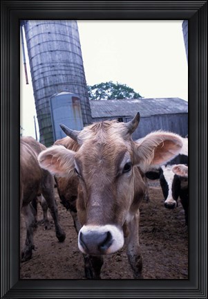 Framed Jersey Cow at the Hurd Farm in Hampton, New Hampshire Print