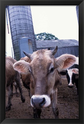 Framed Jersey Cow at the Hurd Farm in Hampton, New Hampshire Print