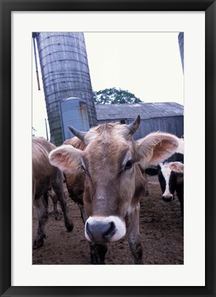 Framed Jersey Cow at the Hurd Farm in Hampton, New Hampshire Print