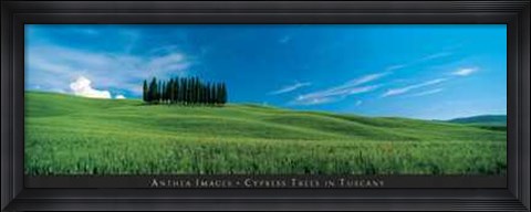 Framed Cypress Trees in Tuscany Print