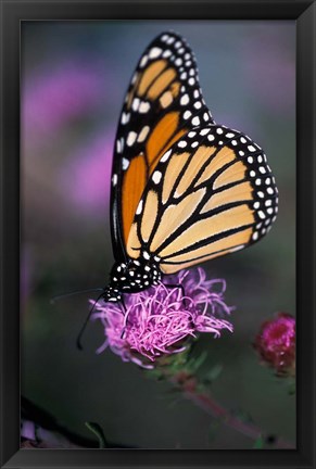 Framed Monarch Butterfly on Northern Blazing Star Flower, New Hampshire Print