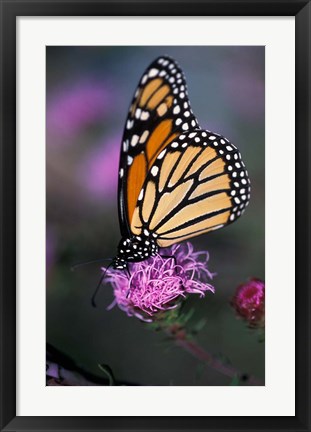 Framed Monarch Butterfly on Northern Blazing Star Flower, New Hampshire Print