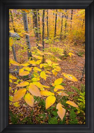 Framed Northern Hardwood Forest, New Hampshire Print