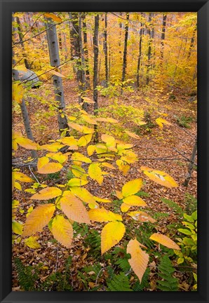 Framed Northern Hardwood Forest, New Hampshire Print