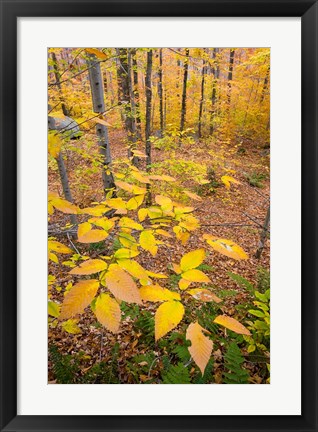 Framed Northern Hardwood Forest, New Hampshire Print