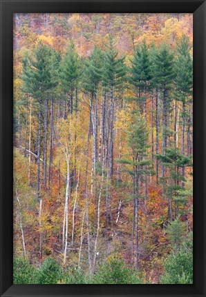 Framed White Mountains in Fall, New Hampshire Print