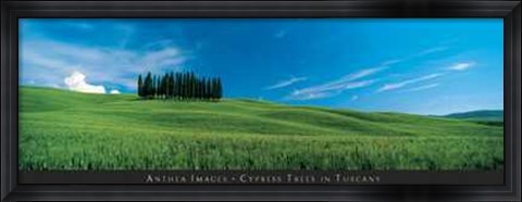 Framed Cypress Trees in Tuscany Print