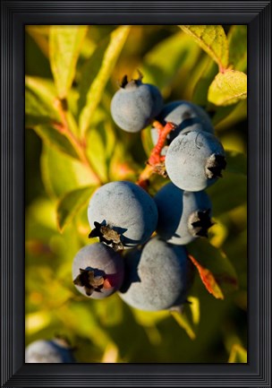 Framed Blueberry agriculture, Alton, New Hampshire Print