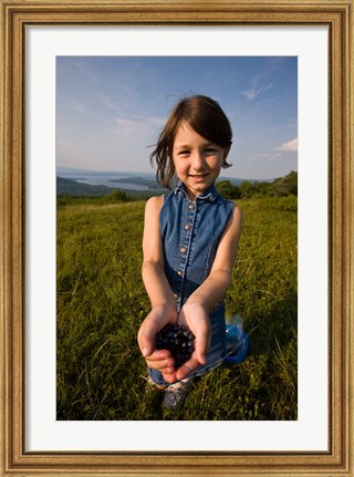 Framed Blueberries, Alton, New Hampshire Print