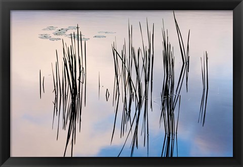 Framed Lily pads and cattails grow in Gilson Pond, Monadanock State Park, New Hampshire Print