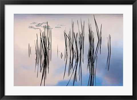 Framed Lily pads and cattails grow in Gilson Pond, Monadanock State Park, New Hampshire Print