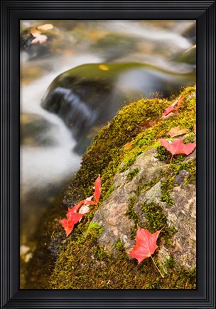 Framed stream in Fall in a Forest in Grafton, New Hampshire Print
