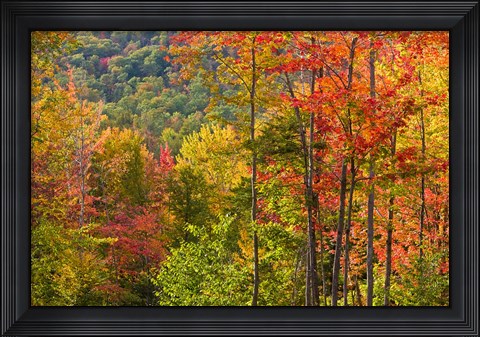 Framed Forest in Grafton, New Hampshire Print