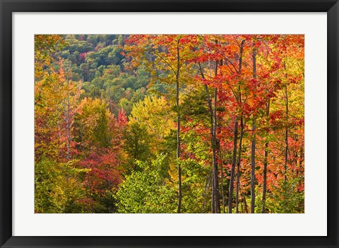 Framed Forest in Grafton, New Hampshire Print