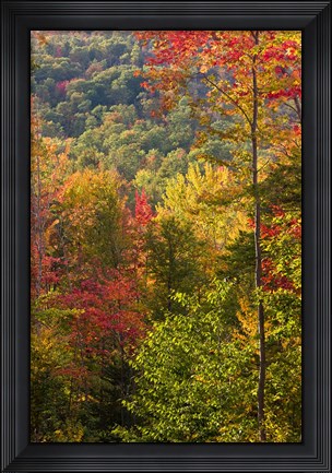 Framed Fall in a Forest in Grafton, New Hampshire Print