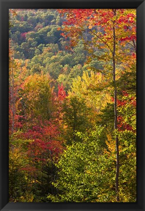 Framed Fall in a Forest in Grafton, New Hampshire Print