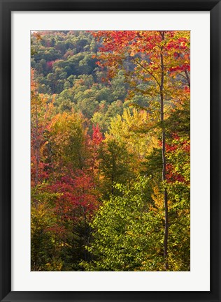 Framed Fall in a Forest in Grafton, New Hampshire Print