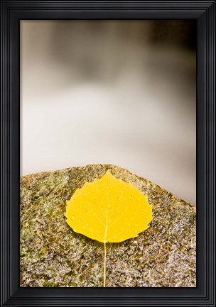 Framed aspen leaf next to a stream in a Forest in Grafton, New Hampshire Print