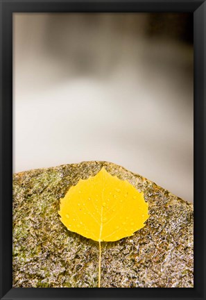 Framed aspen leaf next to a stream in a Forest in Grafton, New Hampshire Print