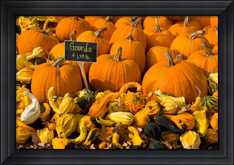 Framed Gourds at the Moulton Farm, Meredith, New Hampshire Print