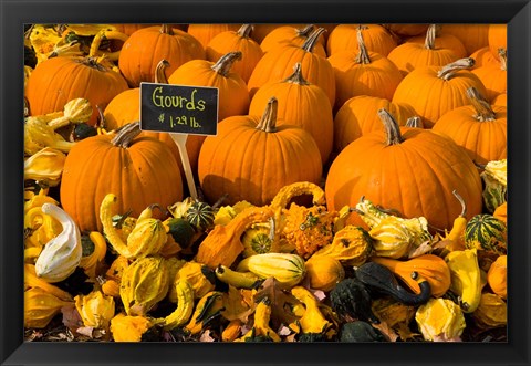 Framed Gourds at the Moulton Farm, Meredith, New Hampshire Print