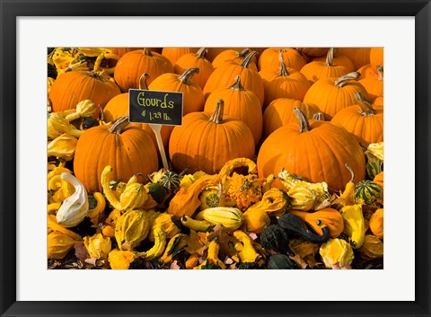 Framed Gourds at the Moulton Farm, Meredith, New Hampshire Print