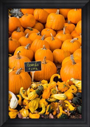 Framed Gourds, Meredith, New Hampshire Print