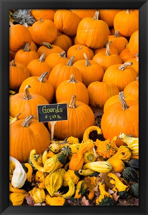 Framed Gourds, Meredith, New Hampshire Print