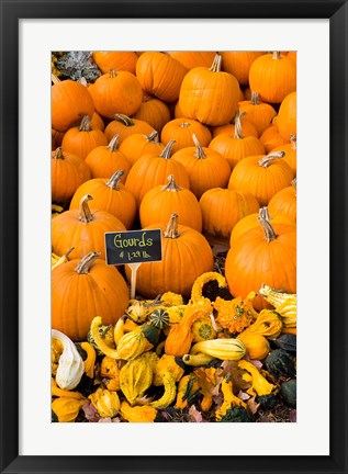 Framed Gourds, Meredith, New Hampshire Print