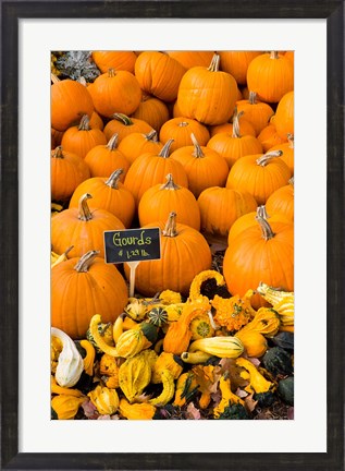Framed Gourds, Meredith, New Hampshire Print