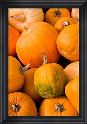 Framed Pumpkins at the Moulton Farm, Meredith, New Hampshire Print