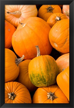 Framed Pumpkins at the Moulton Farm, Meredith, New Hampshire Print