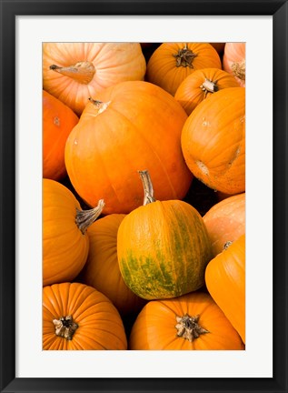 Framed Pumpkins at the Moulton Farm, Meredith, New Hampshire Print